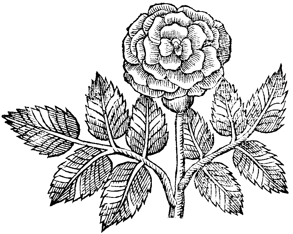 red rose drawing. happy 90th post: Rose Drawing